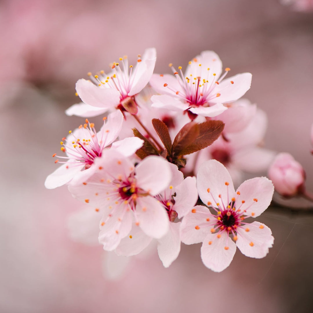 Parfüm Kirschblüte