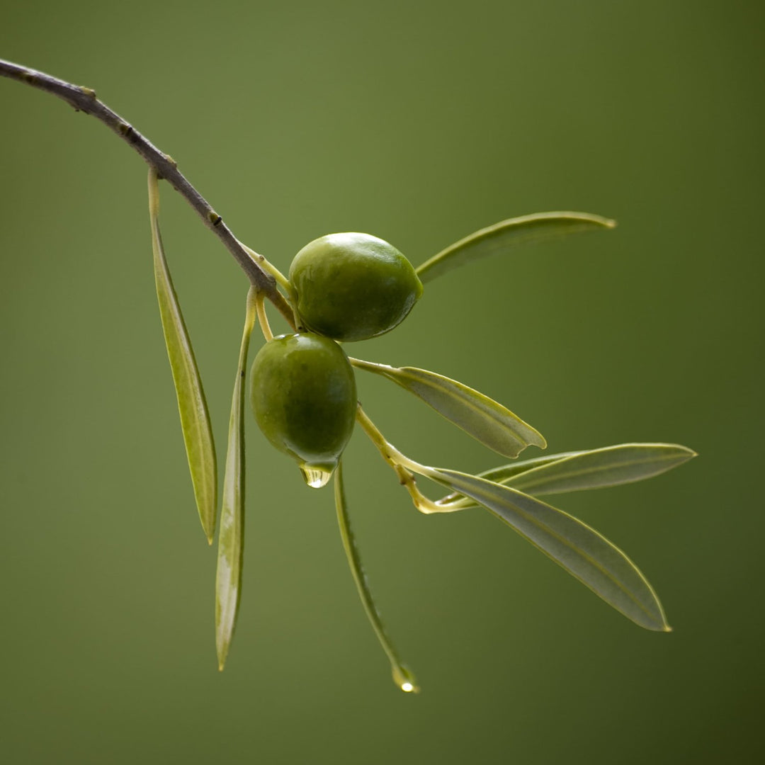 Aceite de oliva para jabón