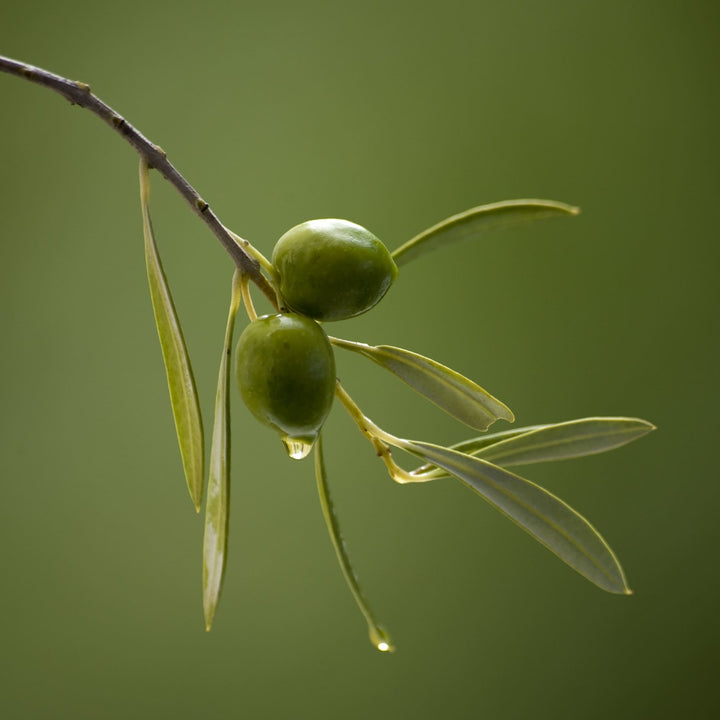 Aceite de oliva para jabón