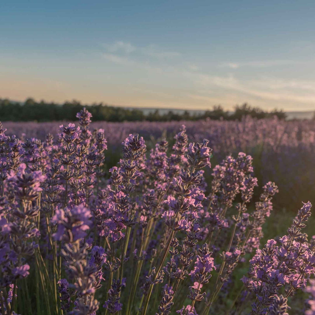 Perfume de lavanda de Grasse