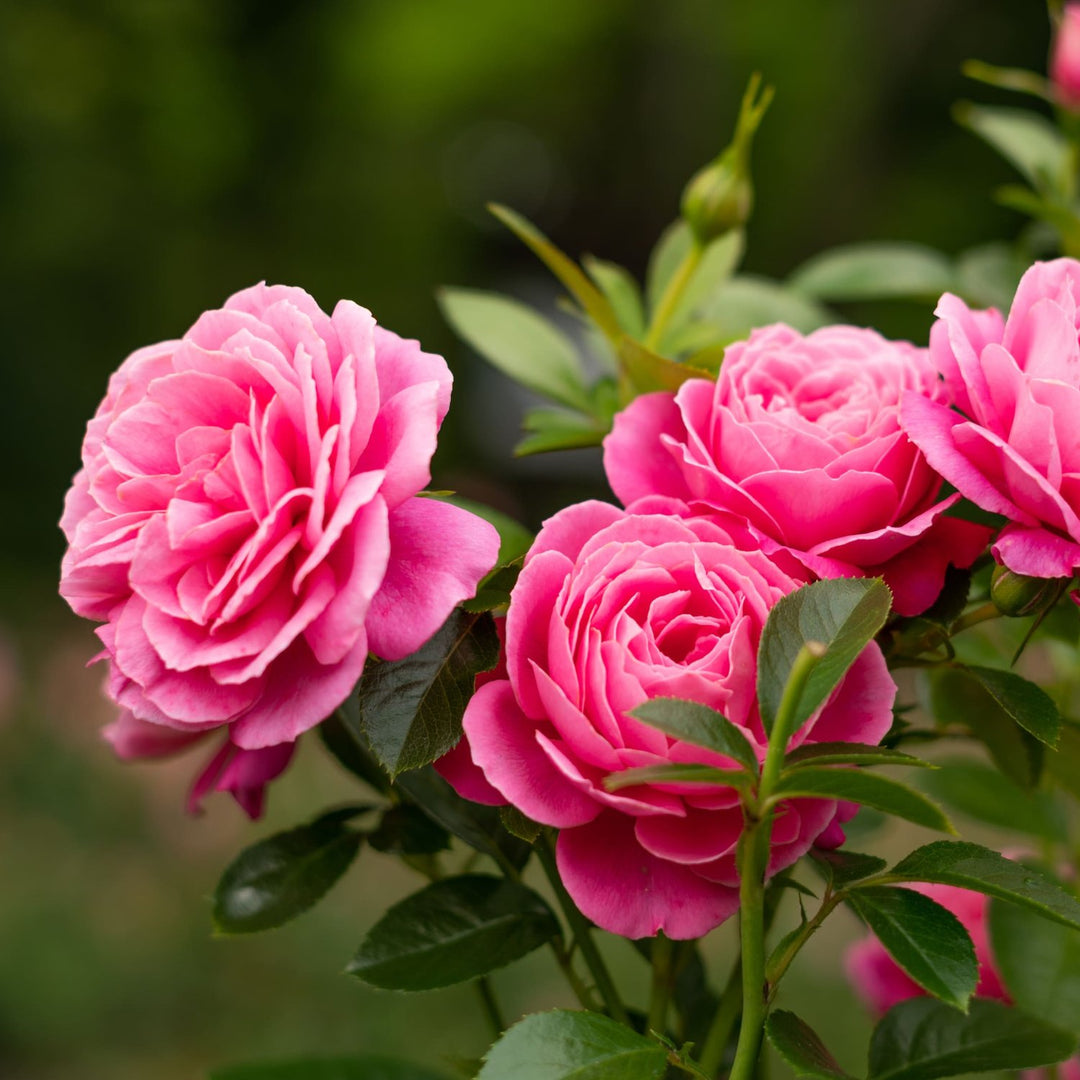 Fragancia de rosa para jabón